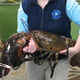 Illustration for article titled This 27-pound lobster could break a persons arm with its claws